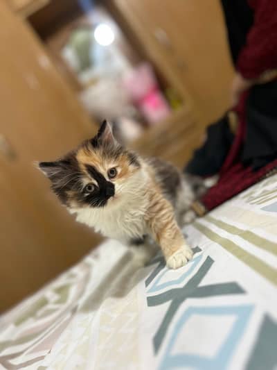 Persian Kitten