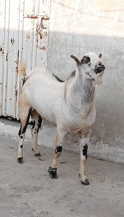 Barbaree goat for sale