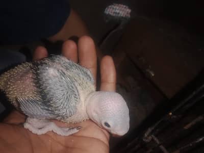 bolny Waly toty k baby 03454502527