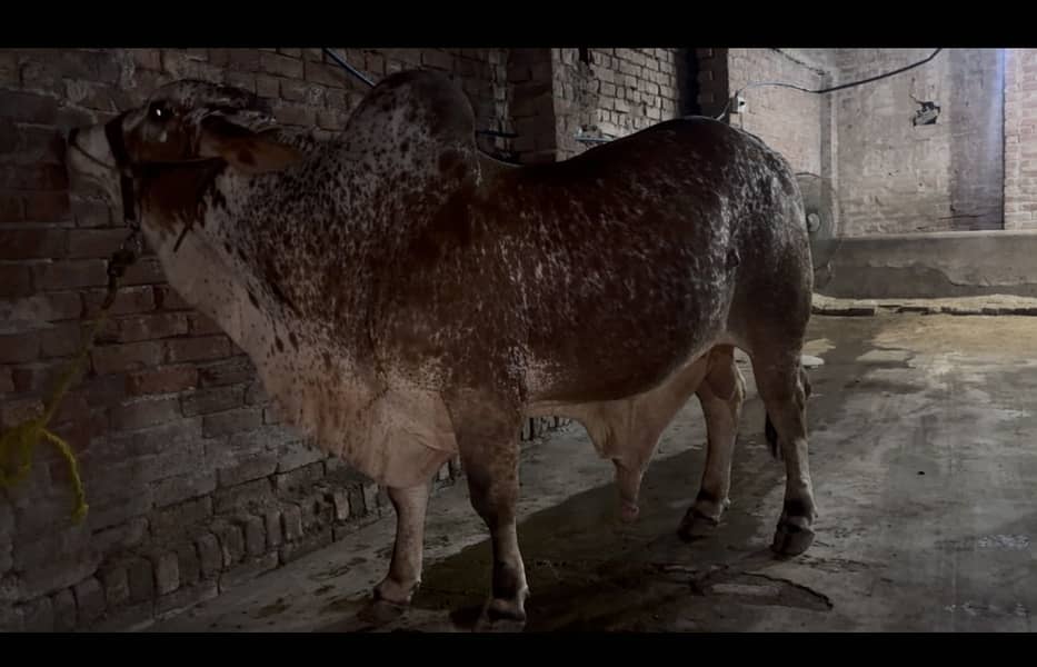 Qurbani Janwar | Bull | Cow | Cattle Farm | Bhens | Gae - Bulls ...