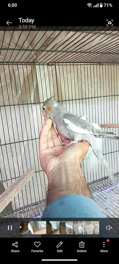 Tamed parrot , cocktail and conure