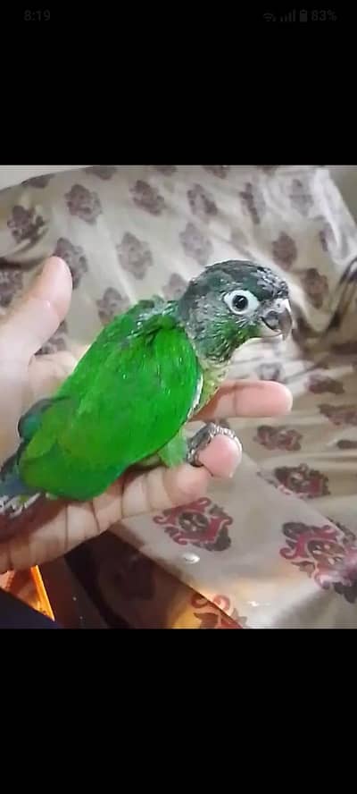 Tamed parrot , cocktail and conure