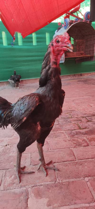 thai aseel burmi pakoya patha