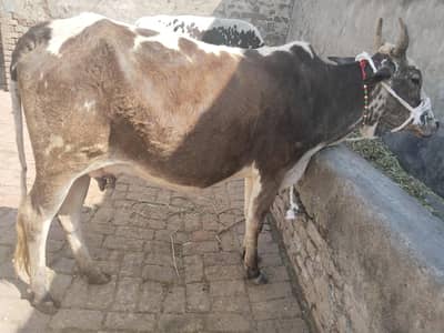 cow cholistani cross