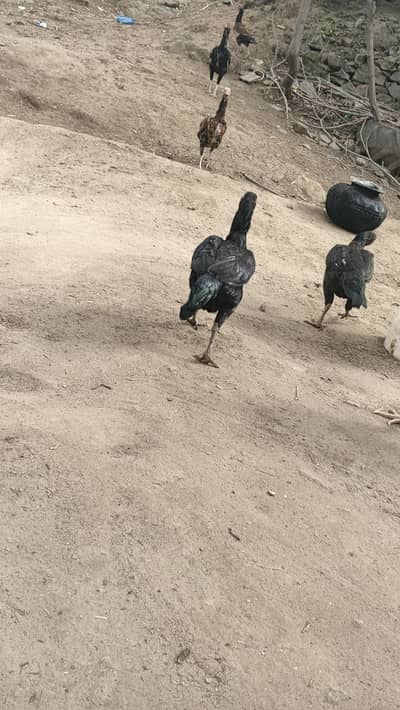 aseeel murgy + bantam