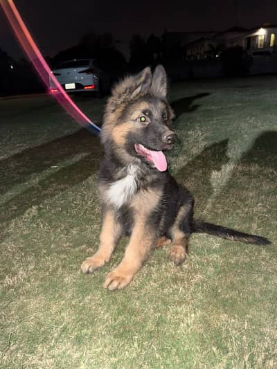 German Shepherd Puppy | Long Coat German Shepherd | GSD pupp For Sale