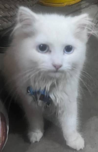 percian cat for sale