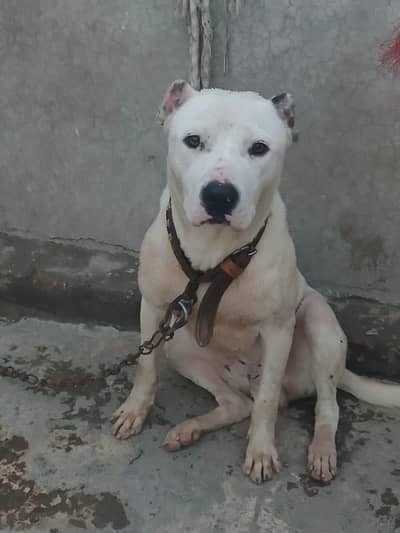 Pitbull male available for stud