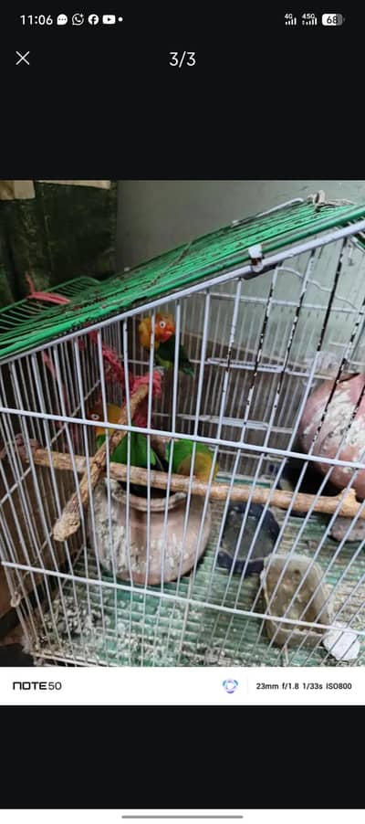 2 females or one male