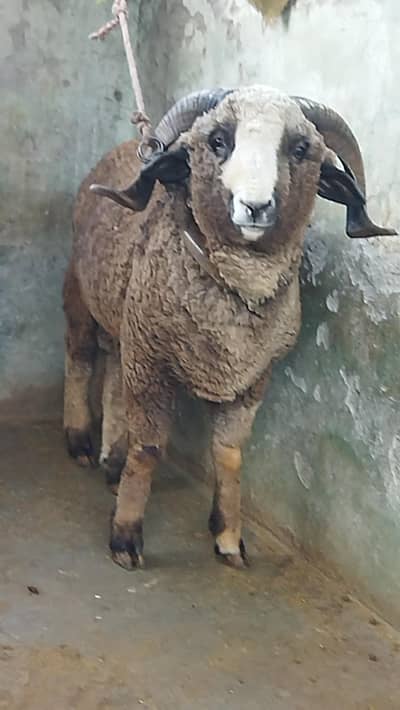 Beautiful Male sheep