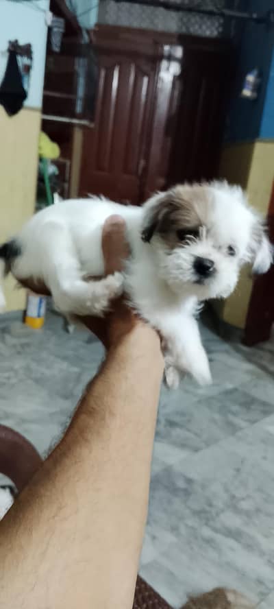 Shihtzu/ Yorkshire terrier puppy