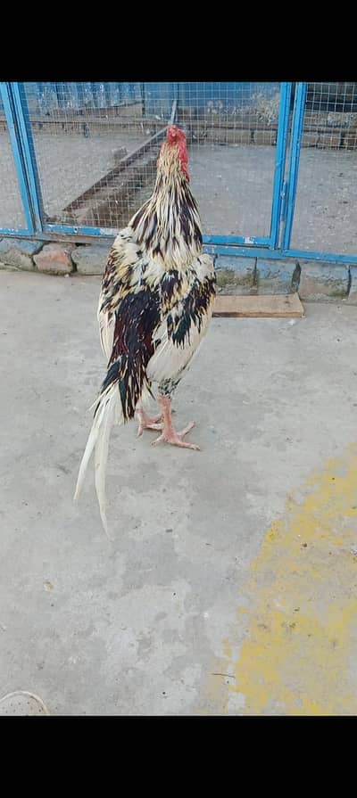 high quality cheena breader one eye  bird for sale