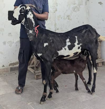 beetal gabban bkri for sale with kid 03295078387