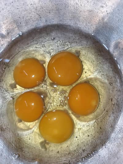 فرٹائل ایگ fertile eggs