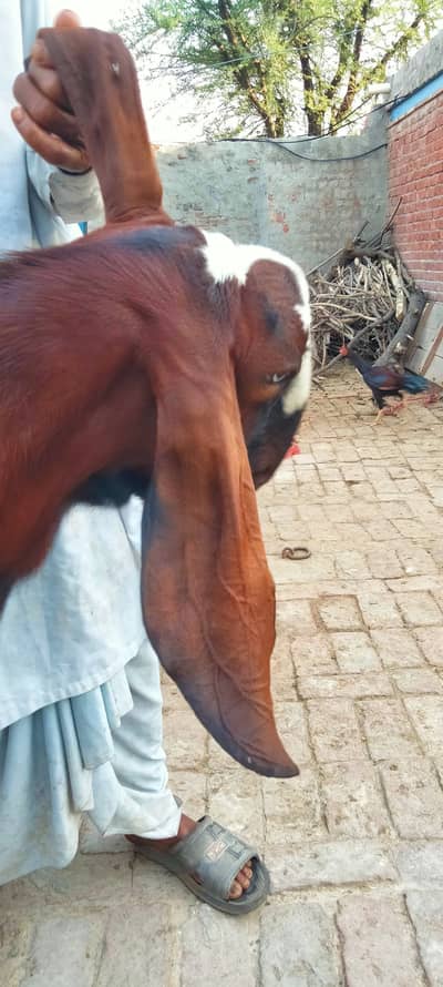Healthy Qurbani Bakra for Sale | Mota Taza Bakra | Bari Qurbani Goat |