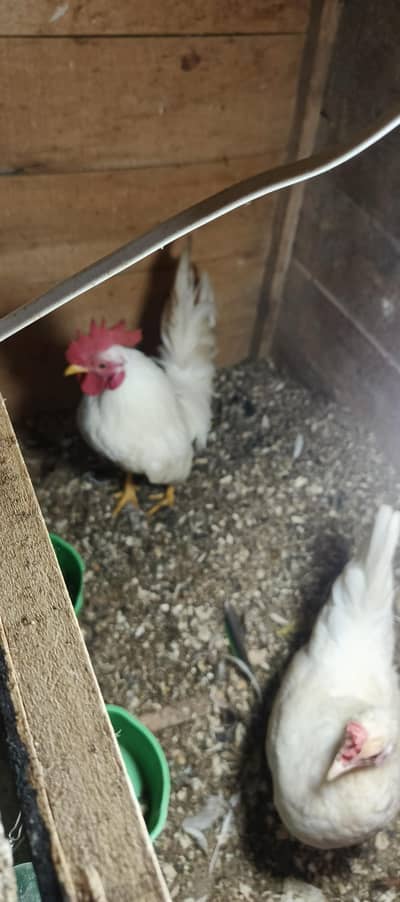 white Japanese male for sale