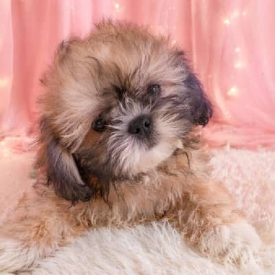 shih tzu male price bilkul fix hai, is mein koi bargaining nahi hogi.