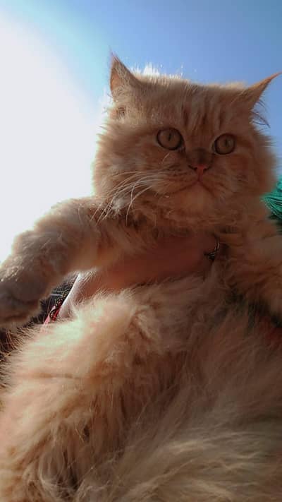 pure persian Male cat and female kitten