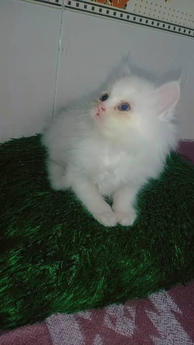 pure persian and female kitten