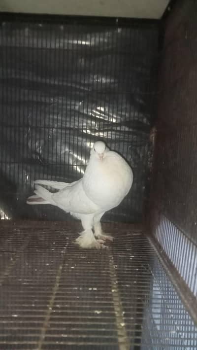 imported pouter male big size, full white full heavy ballon