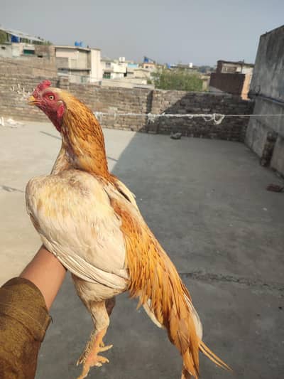 Mianwali Sontol Murgha