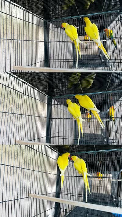 Yellow IRN & SunConure