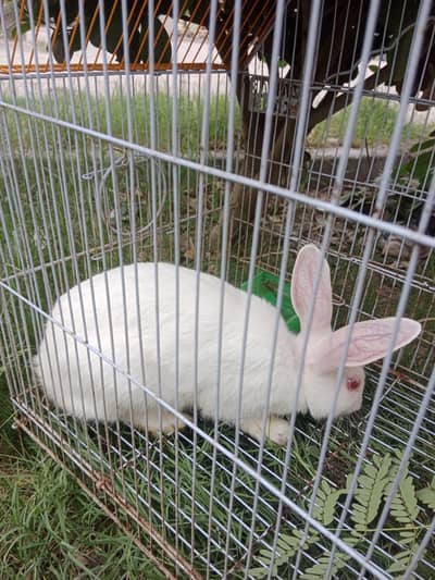 Red eyes rabbit single