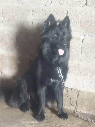 Black German shepherd long coat full active