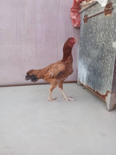 selling aseel hen