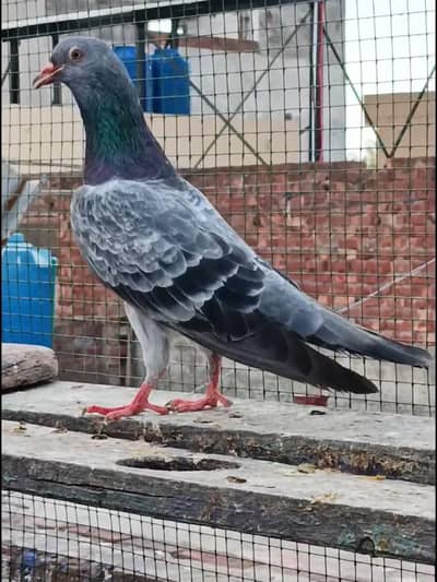 dubwale tasveer wale sadhna