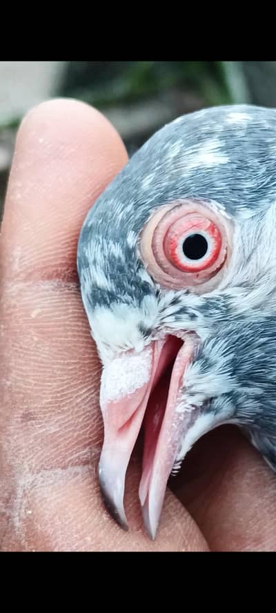 dubwale tasveer wale sadhna