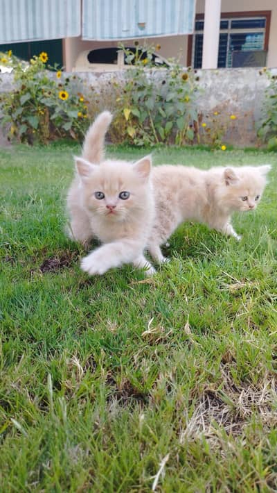 Persian Cat