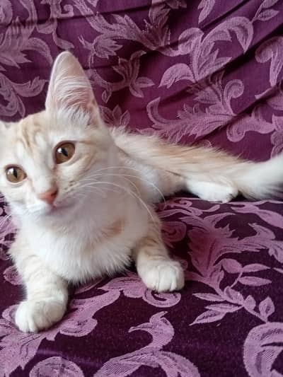 Adorable Domestic Short Hair Kitten