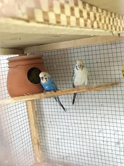 Pure Rainbow and TCB