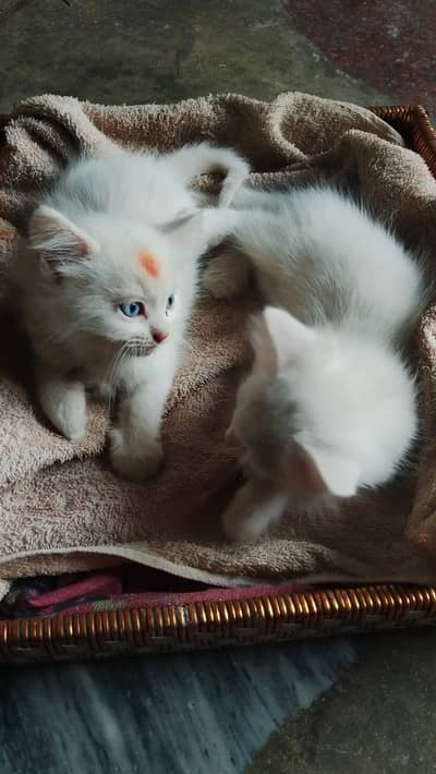 Persian Kittens | Cat Babies | Kittens For sale
