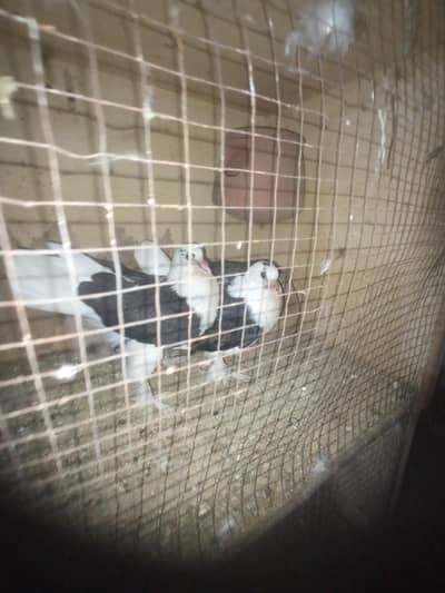 sharazi pigeon 