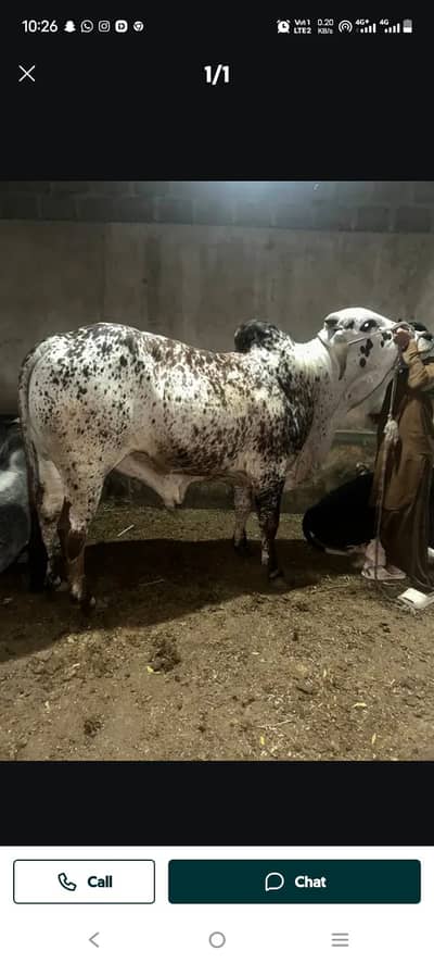 Cholistani bachra. Qurbani 2026