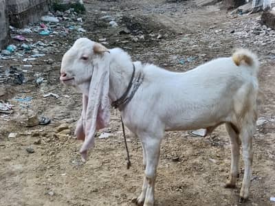 pure gulabi pair