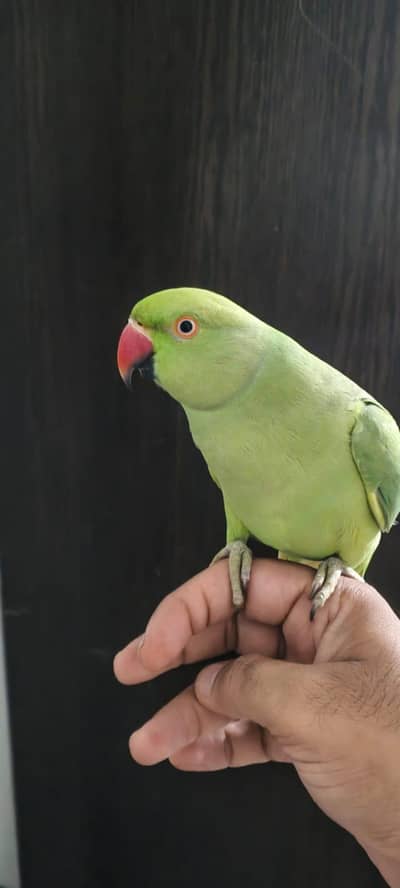 male parrot