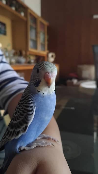 Australian Budgies M/F