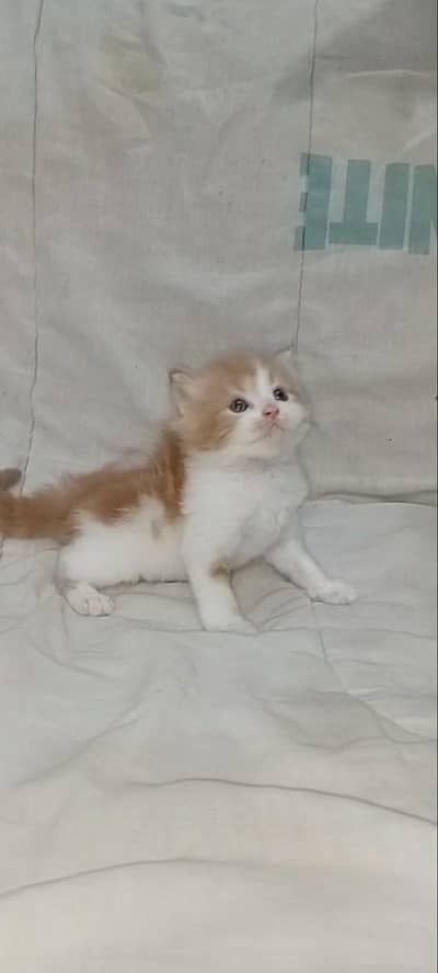 triple coded pure Persian