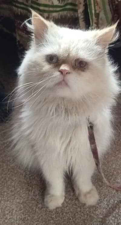 Punch Face Persian cat, (Each cat 20,000)