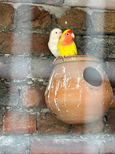 4 pairs Colony of Lovebird with 3 babies