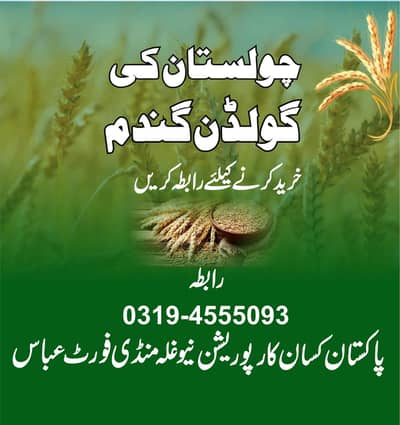 wheat cholistani pure golden
