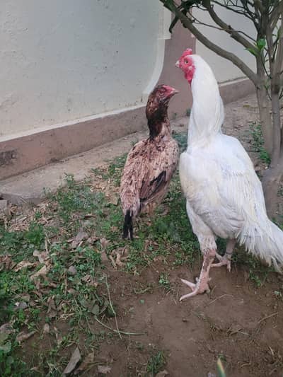 aseel . . . . fancy birds