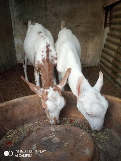 burrburry female maka chini . . . pure white tedda. . . white eyes munday. . .