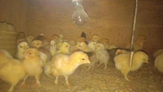 Healthy heavy buff & polish chick  for  sale.