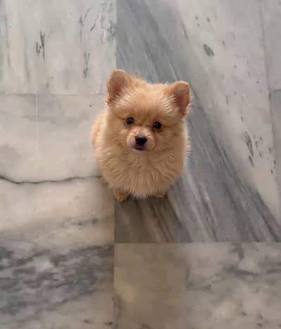 Pomeranian puppy