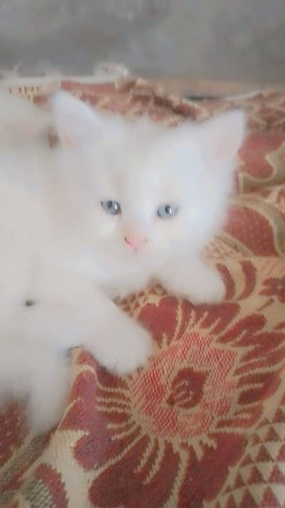 pur pairsian helthy and active male female kitten for sale