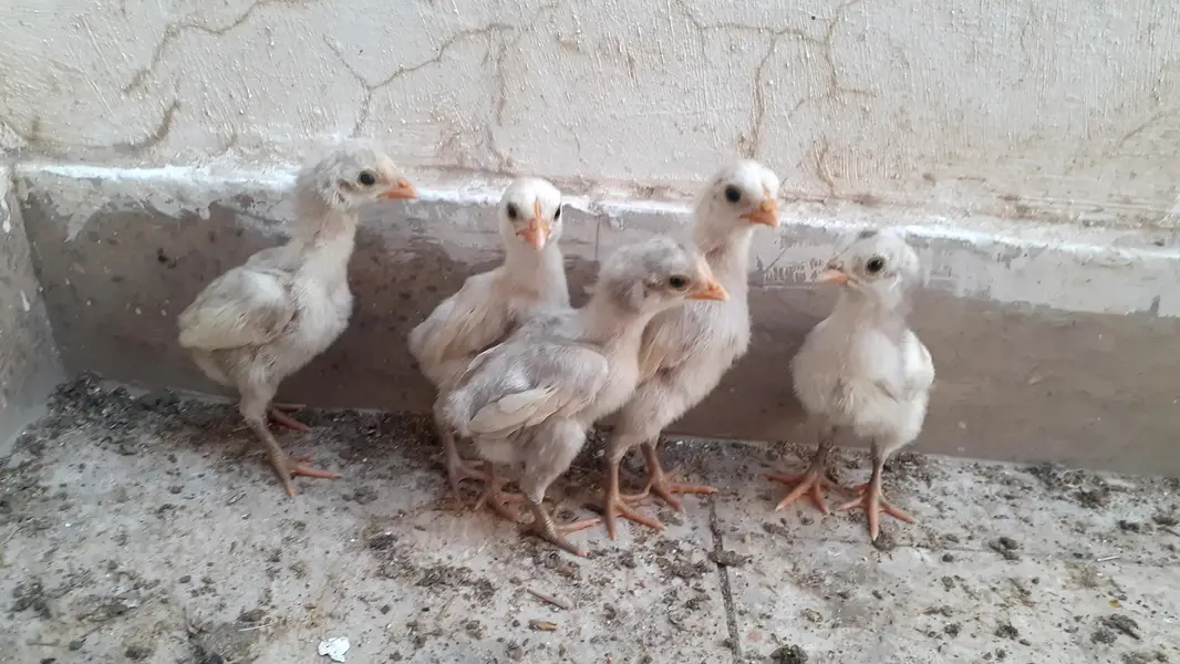 Pure Paper White Blue eys Heera Chicks بلیو آئ ہیرا اصیل چکس